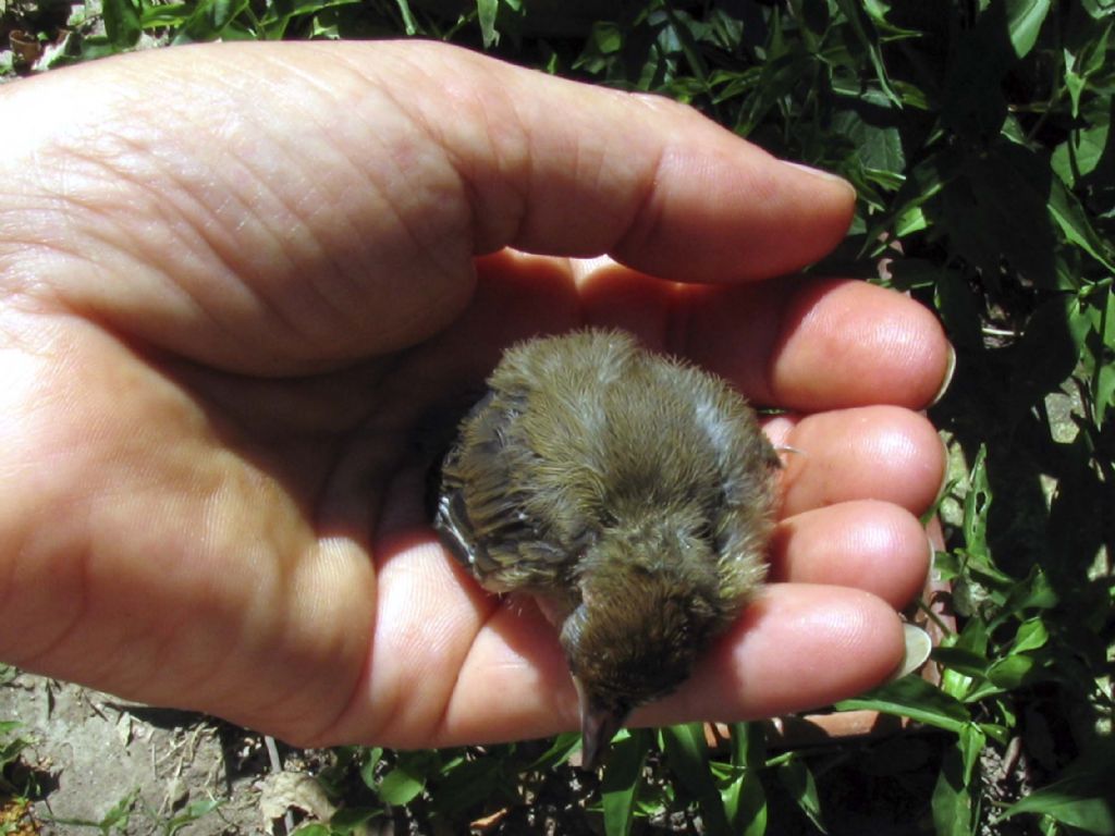 uccellino da identificare